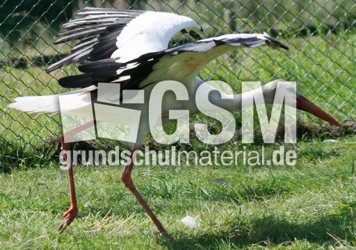 Weißstorch-8.jpg